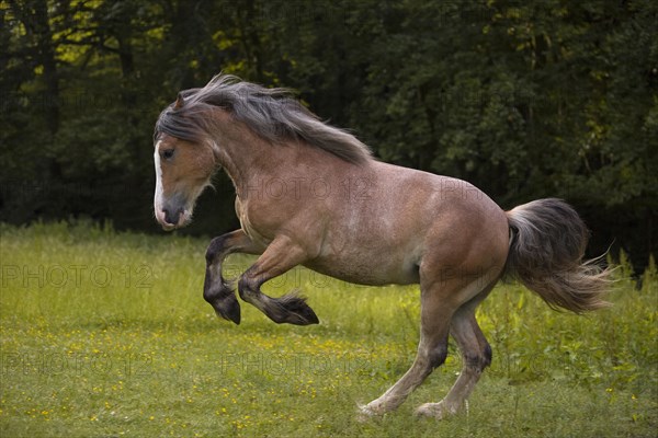 Young cold-blooded mix gelding bucking exuberantly in the meadow