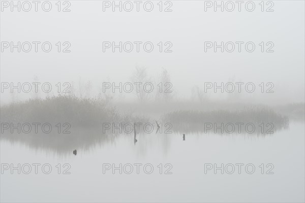 Fog in the Moor