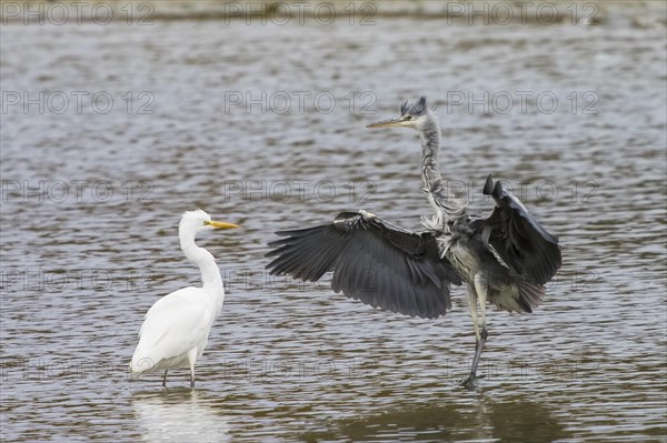 Grey heron