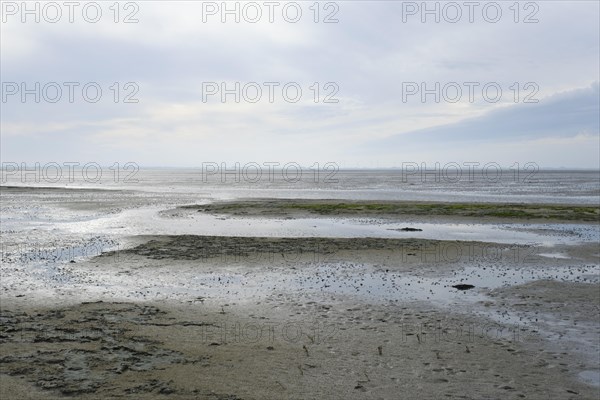 Low tide on the North Sea coast