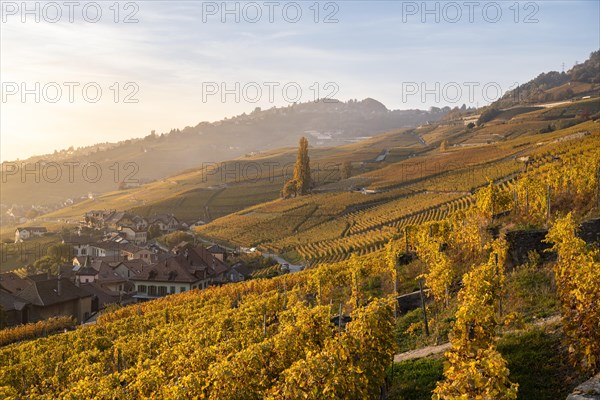 Vineyards in autumn near Epesses