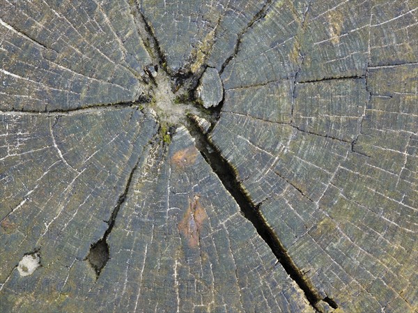 Cut surface with structures of a wooden groyne