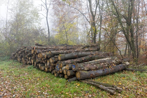 Wood pile