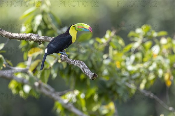 Fishing toucan also called Keel billed Toucan