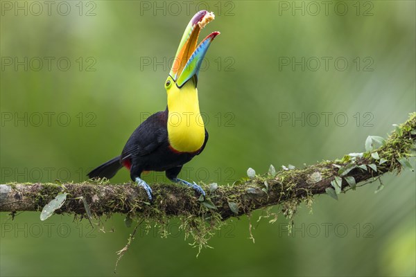 Fishing toucan also called Keel billed Toucan