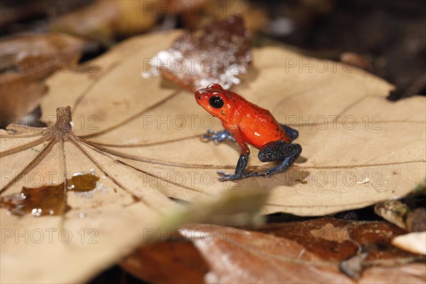 The strawberry poison-dart frog