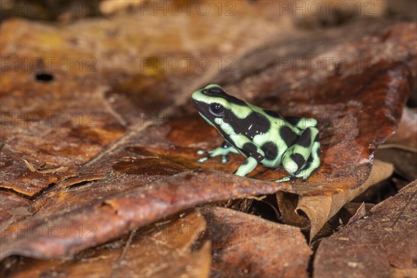 Green and black poison dart frog