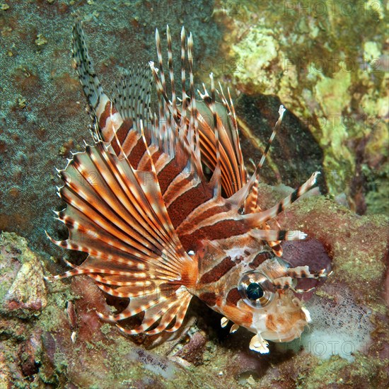 Zebra turkeyfish