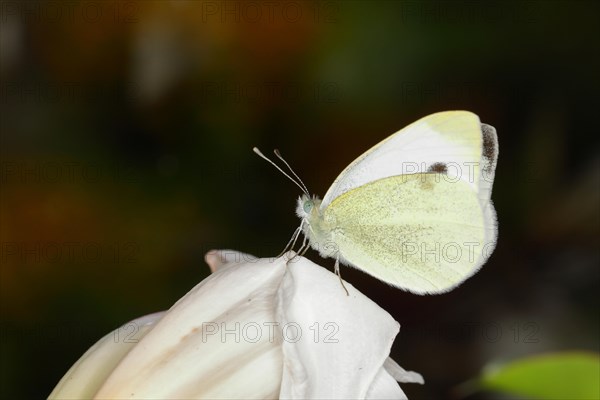 Small white