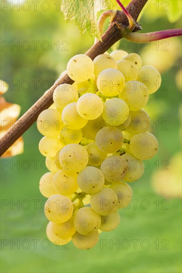 Grapes