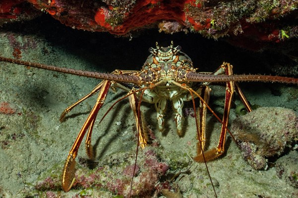 Caribbean caribbean spiny crayfish