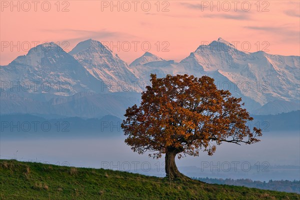 Autumn-coloured oak