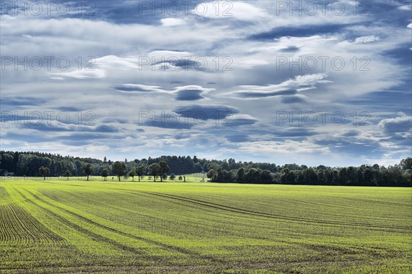 Foehn clouds