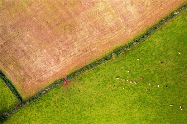 Top Down view of Fields and Cows from a drone