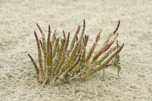 Glasswort