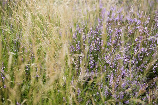 Blooming Heath