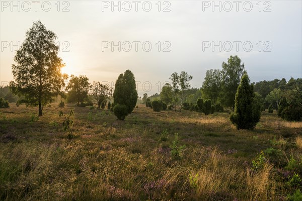 Flowering heath and juniper