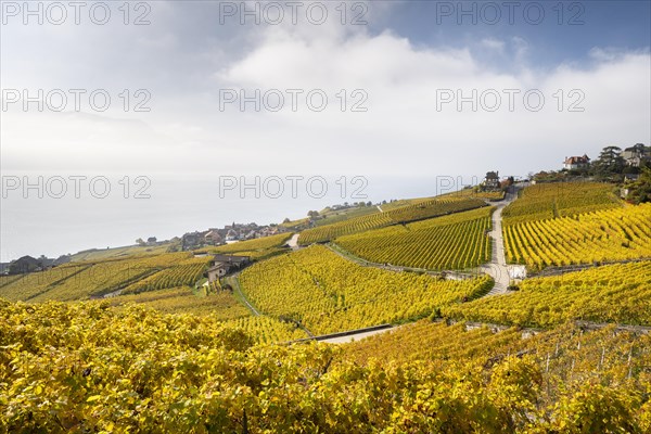 Vineyards in autumn near Chexbres