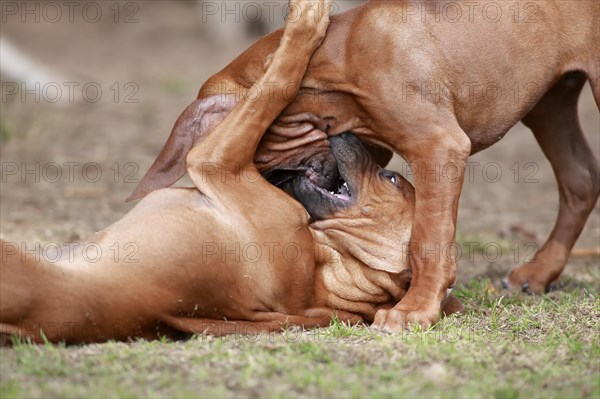 Rhodesian Ridgeback