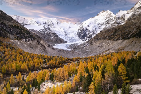 Autumn larch forest in front of Morteratsch glacier