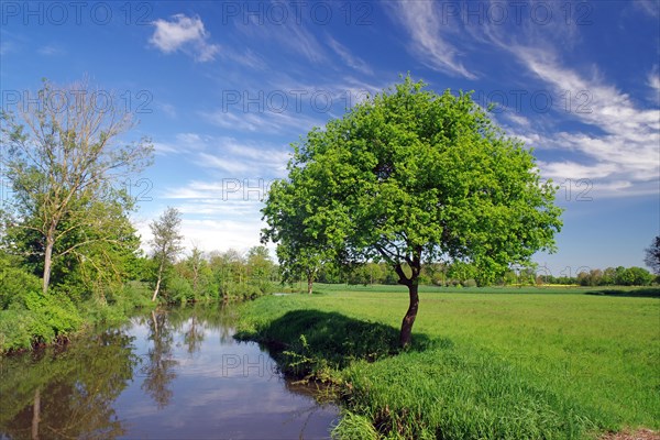 Trees along a quiet