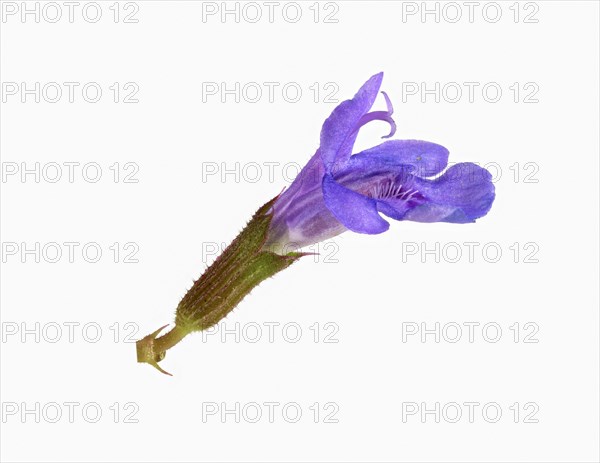 Ground ivy