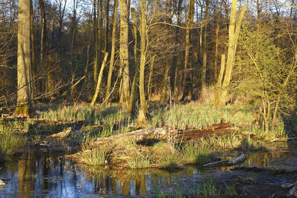 Flooded softwood forest