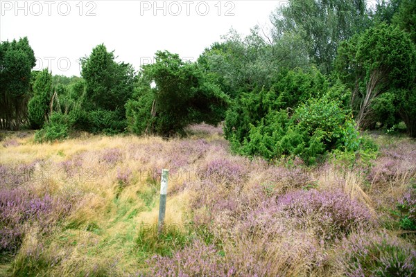 View into the FFH and nature reserve Windelberg