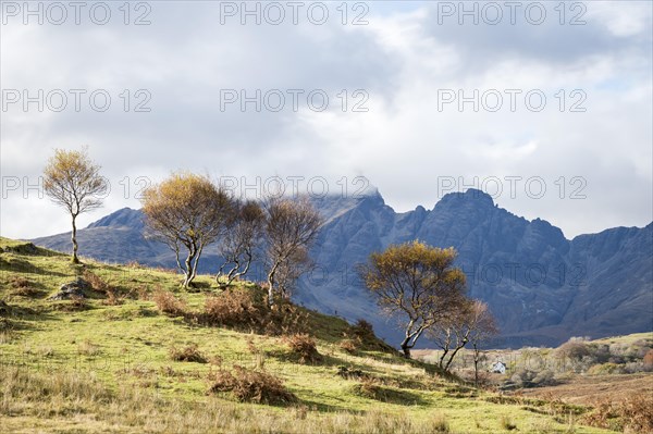 Trees and landscape
