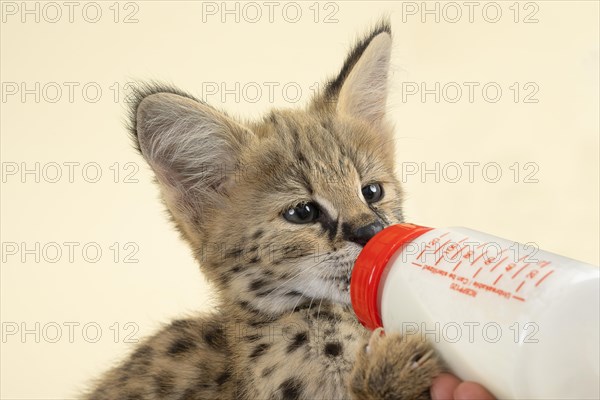 Serval