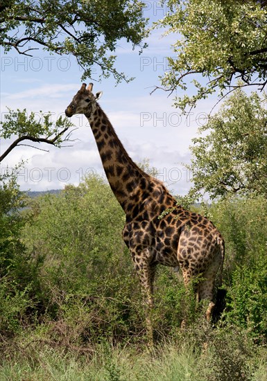 Giraffe