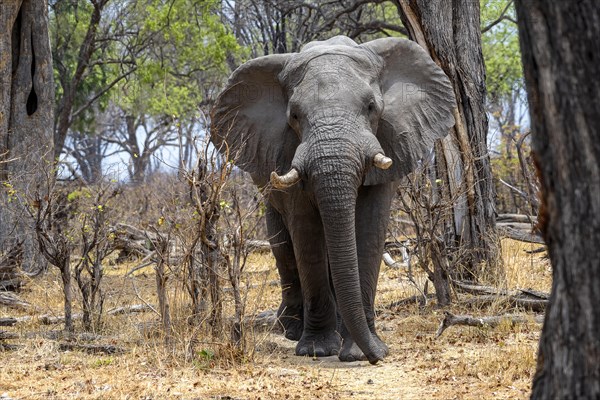 African elephant