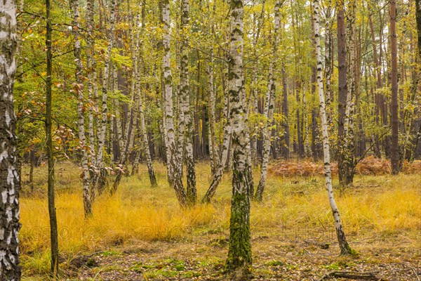 Autumn in the birch forest