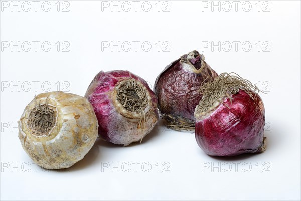 Bulbs of the garden hyacinth