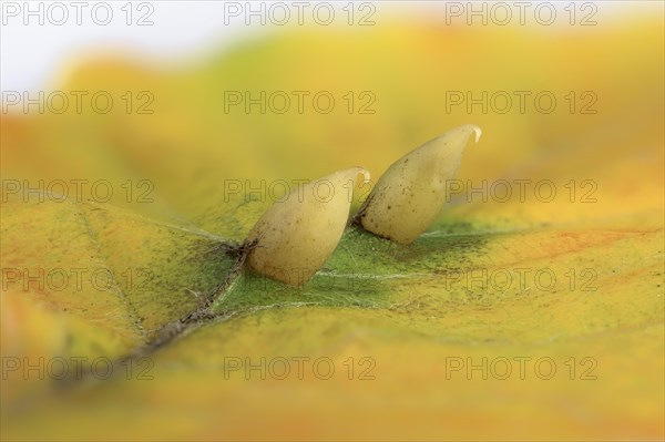 Beech gall midge