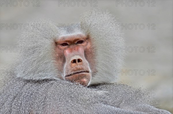 Head of a male baboon