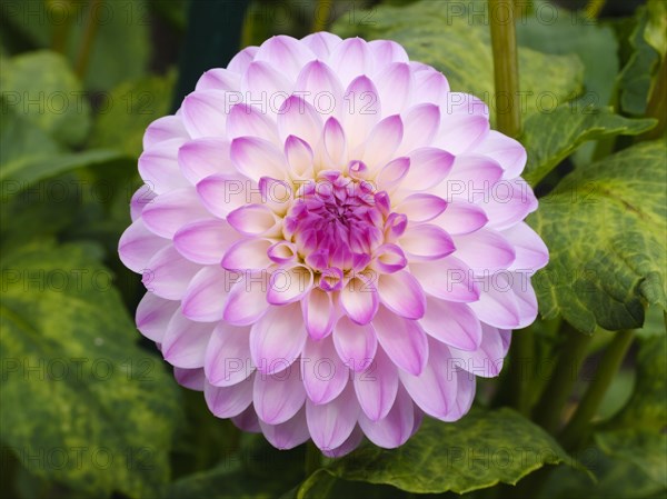 Flowering dahlia