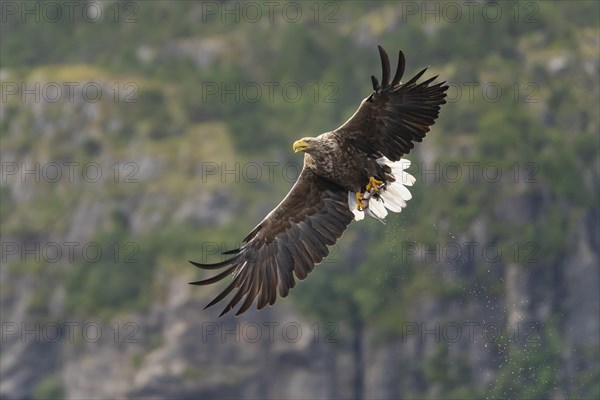 White-tailed eagle