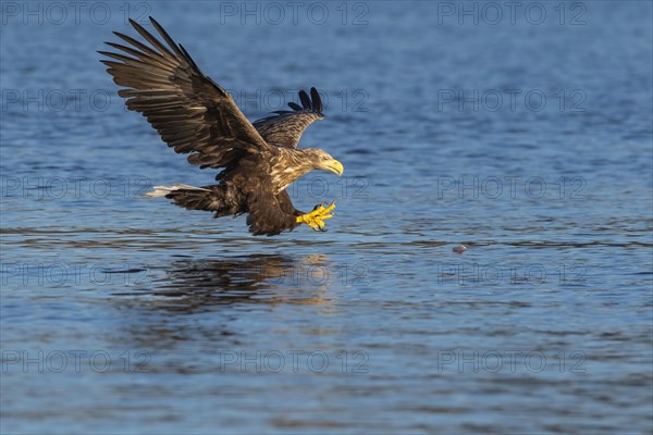 White-tailed eagle