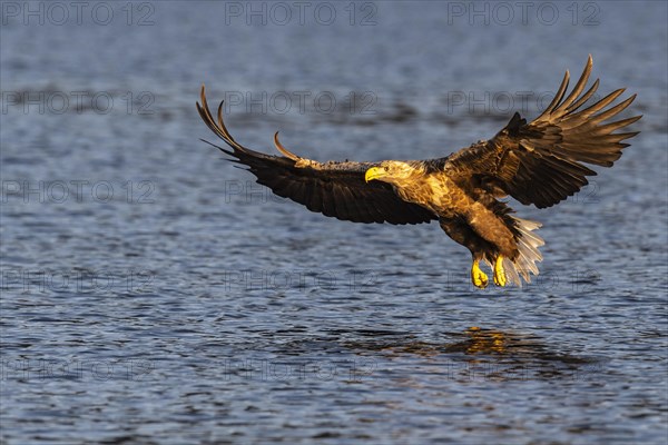 White-tailed eagle