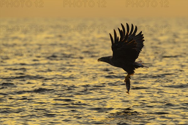 White-tailed eagle