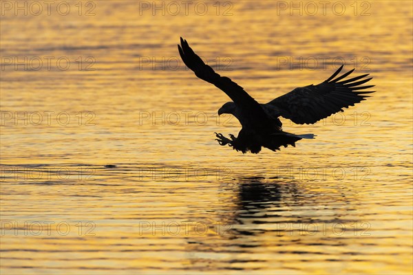 White-tailed eagle