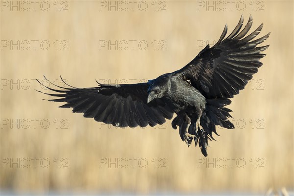 Common raven