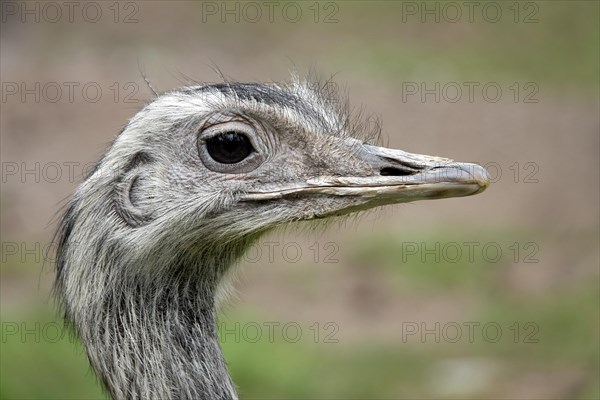 Greater rhea