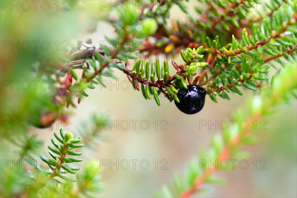 Black crowberry