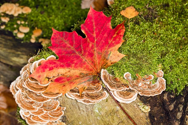 Tree fungi with red maple leaf on a mossy tree trunk