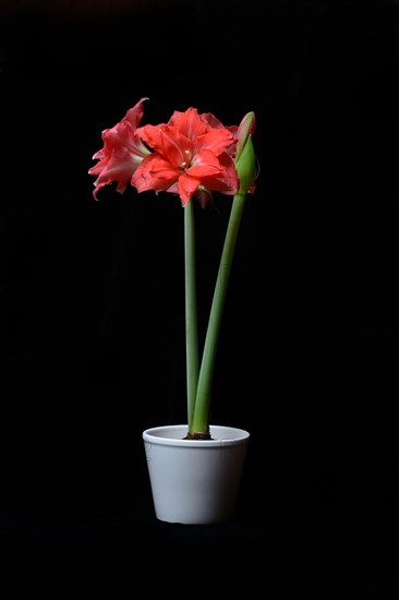 Flowering Amaryllis