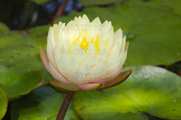 Hardy water lily