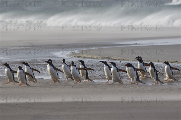 Gentoo penguins