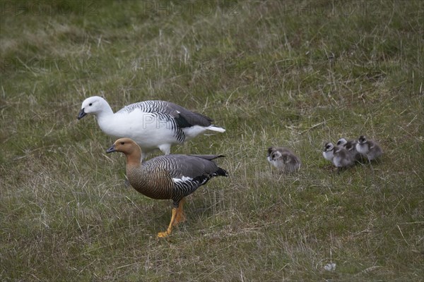 Upland geese